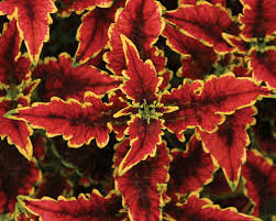 Image result for Coleus gracillimus