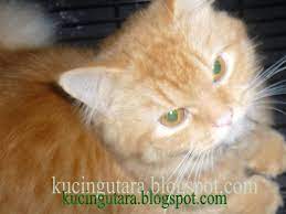 We did not find results for: Kucing Utara Warna Air Kencing Kucing Petunjuk Kesihatannya