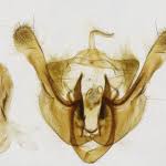 Image result for Photedes minima