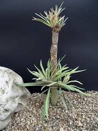 Image result for Habenaria attenuata