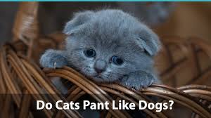 We were playing chase and after awhile i noticed that when he stopped he was breathing heavily and after a longer look, he was panting exactly like a dog. Do Cats Pant Like Dogs What Does It Mean