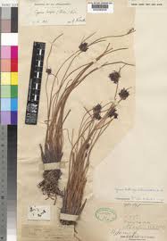 Image result for Pycreus aethiops