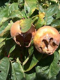 Infuse your yard with a taste of the tropics! Medlar Nottingham For Sale Buy Organic Medlar Nottingham Trees