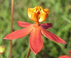 Image result for Stathmostelma pauciflorum