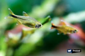 Surprise Baby Platy! Now What?!!!! | Aquarium Advice Forum Community