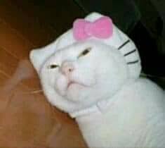 Pin On Cursed Cat Pictures