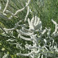 Image result for Aerva