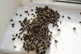 We did not find results for: Cluster Flies Flies Nesting In Window Frames Attics And Lofts Cluster Overwintering How To Dry Basil