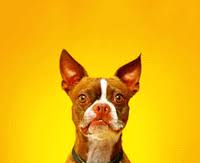 View this photo on instagram. Smiling Dog Gifs Get The Best Gif On Gifer