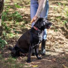 But it is very dangerous as it carry diseases. 7 Natural Flea Remedies For Cats And Dogs