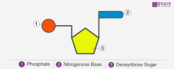 We did not find results for: What Is Dna Meaning Dna Types Structure And Functions