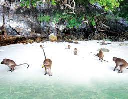 Check spelling or type a new query. Monkey Beach