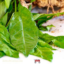 Image result for Petiveria alliacea