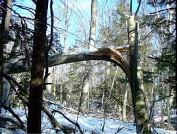 Invasive Species Beech Bark Disease