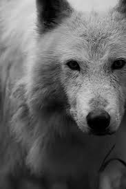 Eee Kurt Goruntuler Ile Beyaz Kurt Hayvanlar Wolf