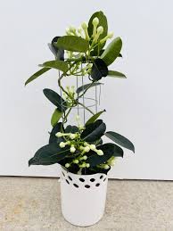 Image result for Hermannia floribunda