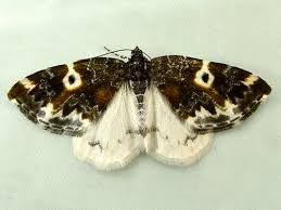 Image result for Pelurga comitata