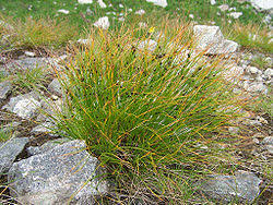 Image result for Juncus lomatophyllus