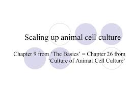 Scaling up of animal cell culture wikipedia. Scaling Up Animal Cell Culture Chapter 9 From The Basics Chapter 26 From Culture Of Animal Cell Culture Ppt Download