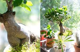 Bonsai yetiştirmek oldukça dikkat ve özen isteyen bir uğraştır. Bonsai Agaci Bakimi Ve Yetistiriciligi Nasil Yapilir Bonsai Rehberi