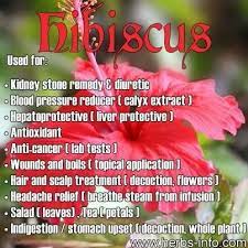 Hibiscus Herbalism Herbs For Health Herbal Medicine