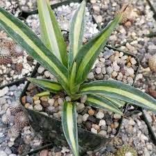 Image result for Agave sisalana