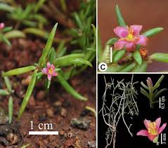 Image result for Portulacaceae