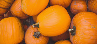 Image result for what part of the pumpkin plant do we eat