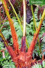 Image result for Pteris atrovirens