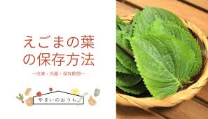 えごまの葉の保存方法 冷凍 冷蔵 保存期間と保存食レシピ 乾燥させると栄養アップ 野菜のおうち 常温と冷凍保存方法解説