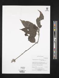 Image result for Anisotes sessiliflorus