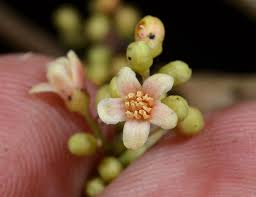 Image result for Pseudospondias