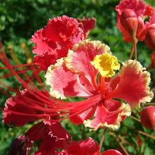 Image result for Caesalpinia