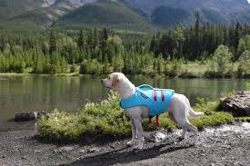 Ruffwear Float Coat Dogs That Hike