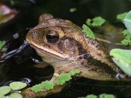 We did not find results for: Gardeners Dirt Invite Toads Into Your Yard And Garden Home And Garden Victoriaadvocate Com