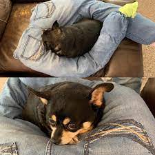 My 10 Yo Dog Likes To Sleep On My Legs I Made Her This Out Of Some Of My Old Jeans For Her To Sleep On While I M At Work R Aww