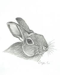 Sometimes, you come across drawings so realistic that they practically appear to be photographs. Bunny Rabbit Realistic Drawing Sage C Drawings Illustration Animals Birds Fish Rabbits Artpal