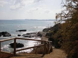 Image result for Atalaya alata