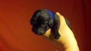 Lab puppies for adoption in md. Akc Labrador Retriever Puppies Frederick Md For Sale In Frederick Maryland Classified Americanlisted Com