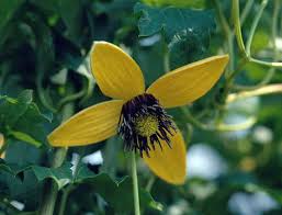 Image result for Clematis costata