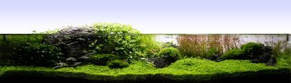 Something that we will be exposed to in a workshop environment for the 1st time at naf' 2021 is what makes it all the more exciting. Flache Aquascapes Die Wichtigsten Tips Und Tricks Fur Dich Im Blick