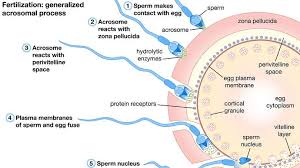 A menstrual cycle is composed of about 28 days. Fertilization Steps Process Facts Britannica