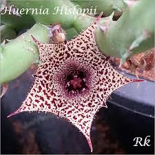 Image result for Huernia hislopii