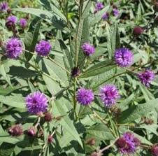 Image result for Vernonia kirkii