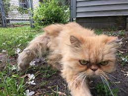 Homeless Persian Cat Wanders Up To Man During House Inspection Meowing For Love Cats Grumpy Cat Cute Cats