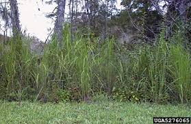 Image result for Nesaea rautanenii