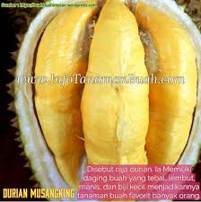 Jual Bibit Durian Unggul Cepat Berbuah Jenis Durian Musangking Durian Merah Durian Montong Durian Bawor Durian Petruk Durian Pelangi Roti Hot Dog Buah Daging
