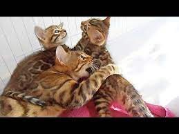 Mother Cat Bites Her Kittens Out Of Love Youtube Cat Birth Asian Leopard Cat Cat Biting