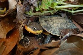 Видео pink belly sideneck turtle! 30 Best Pet Turtles Experts Always Recommend W Pictures Prices