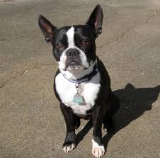 Generally, it can take four to eight weeks to recover fully. Why Are My Dog S Ears Not Standing Up Pethelpful